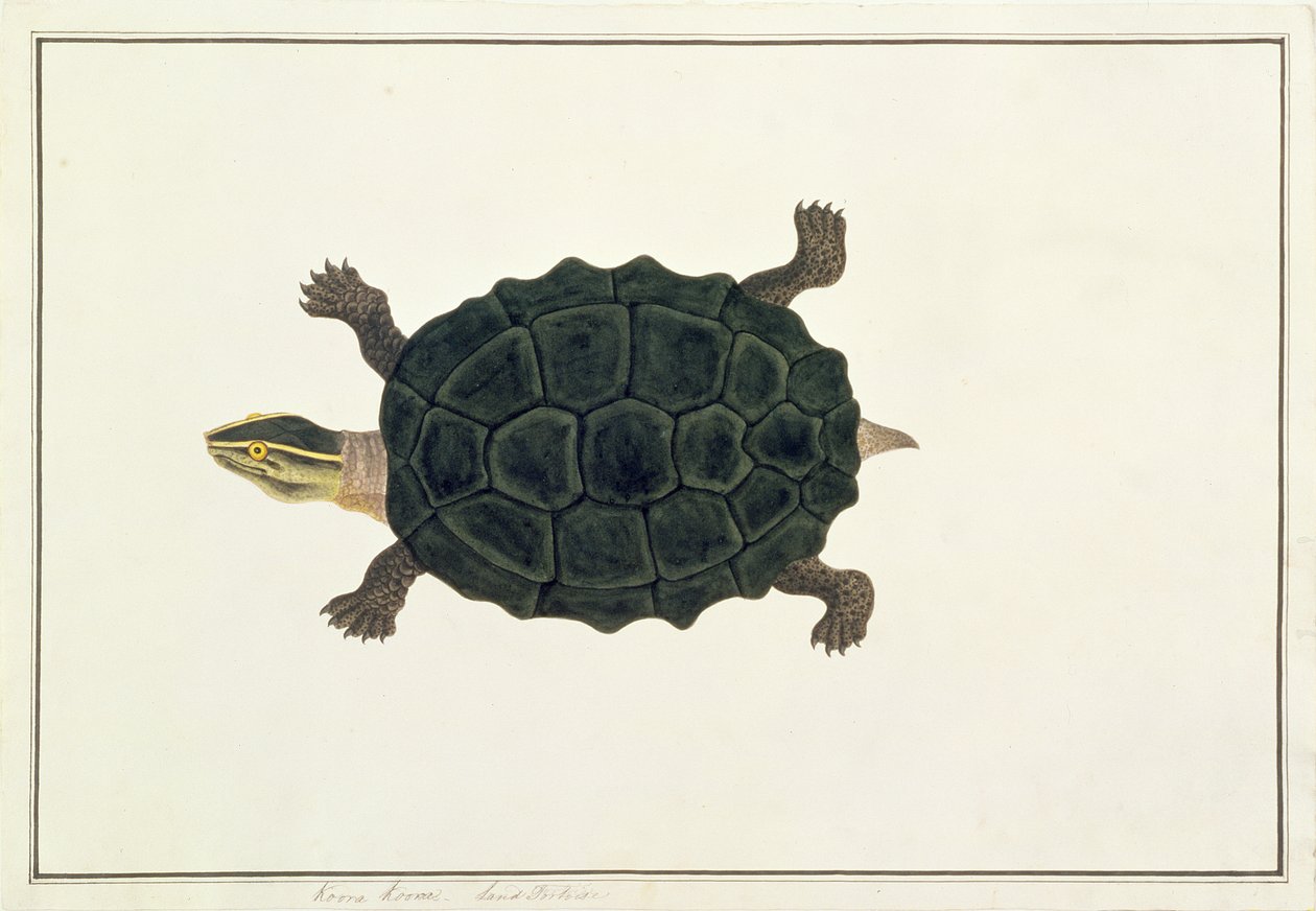 陸の亀、コオラコオラ、マラッカの動物、昆虫、爬虫類の絵、c.1805-18（紙とトイレとガッシュ） 作： 中国語学校