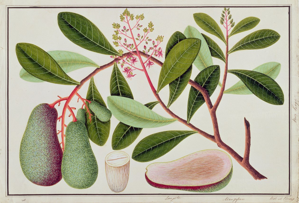 LangoteまたはMangifera、19世紀のマラッカの植物の絵から（紙にトイレ） 作： 中国語学校