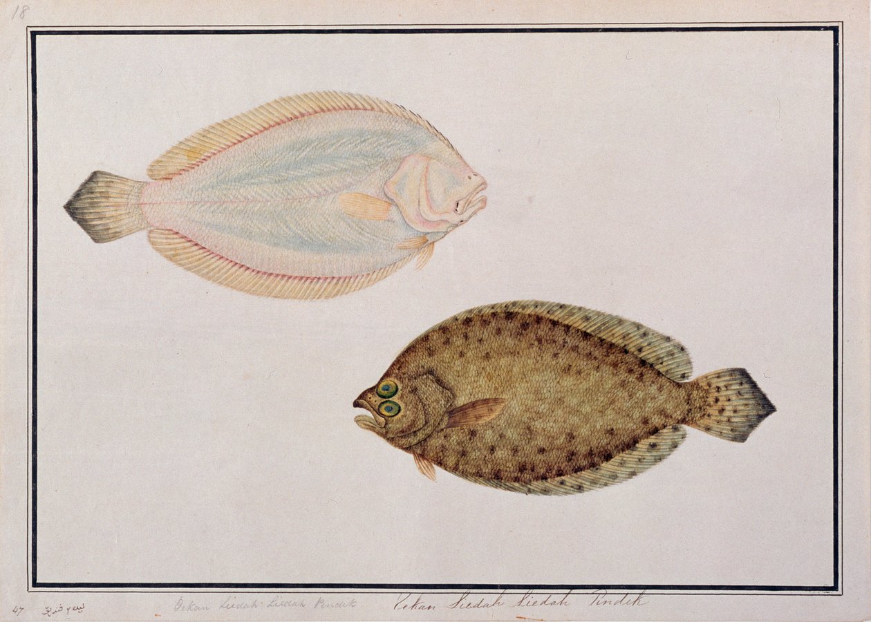 大きな歯のヒラメ、マラッカの魚の絵、c.1805-18（紙にトイレ） 作： 中国語学校