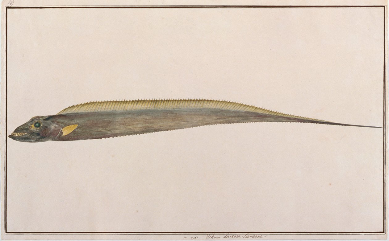 ラージヘッドヘアテイル、マラッカの魚の絵、1805-18年頃（紙にトイレ） 作： 中国語学校