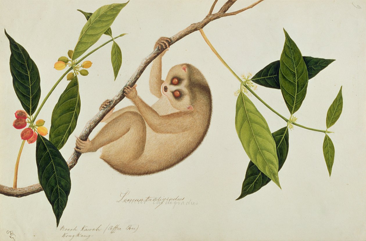 キツネザルtardigradus、Booah Kawah（コーヒーツリー）Kong Kang、マラッカの動物、昆虫、爬虫類の絵、c.1805-18（紙とトイレとガッシュ） 作： 中国語学校