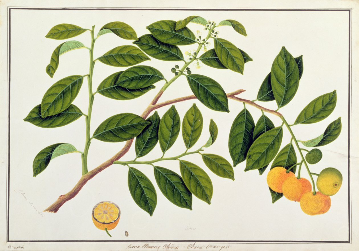 Limo Manies ChinaまたはChinese Oranges、from Drawings from Plants from Malacca、c.1805-18（紙にトイレ） 作： 中国語学校