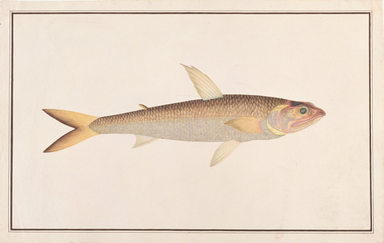 トカゲ、マラッカの魚の絵、1805-18年頃（紙にトイレ） 作： 中国語学校