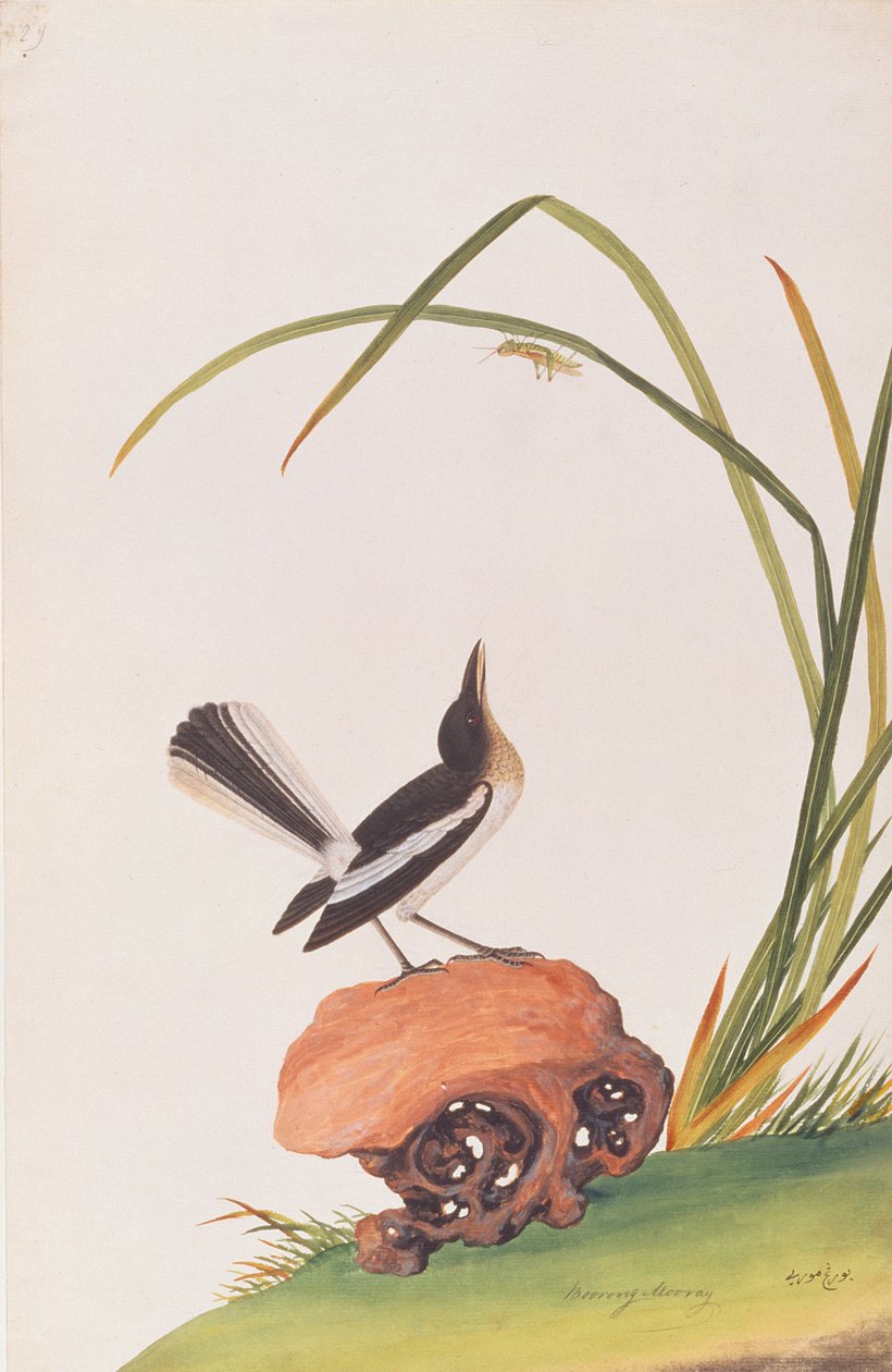 カササギロビン、マラッカの鳥の絵から、1805-18年頃（紙にトイレ） 作： 中国語学校