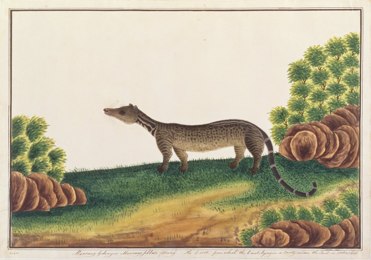 マラッカの動物、昆虫、爬虫類の絵からのマレーシベット、c.1805-18（紙の上でガッシュとトイレ） 作： 中国語学校