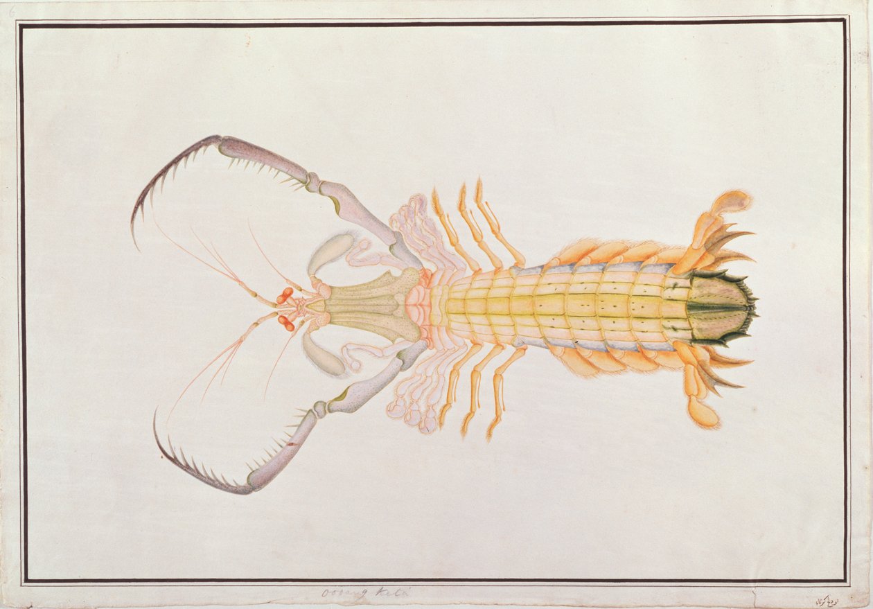 カマキリエビ、マラッカの動物、昆虫、爬虫類の絵から、1805-18年頃（紙とガッシュ紙） 作： 中国語学校