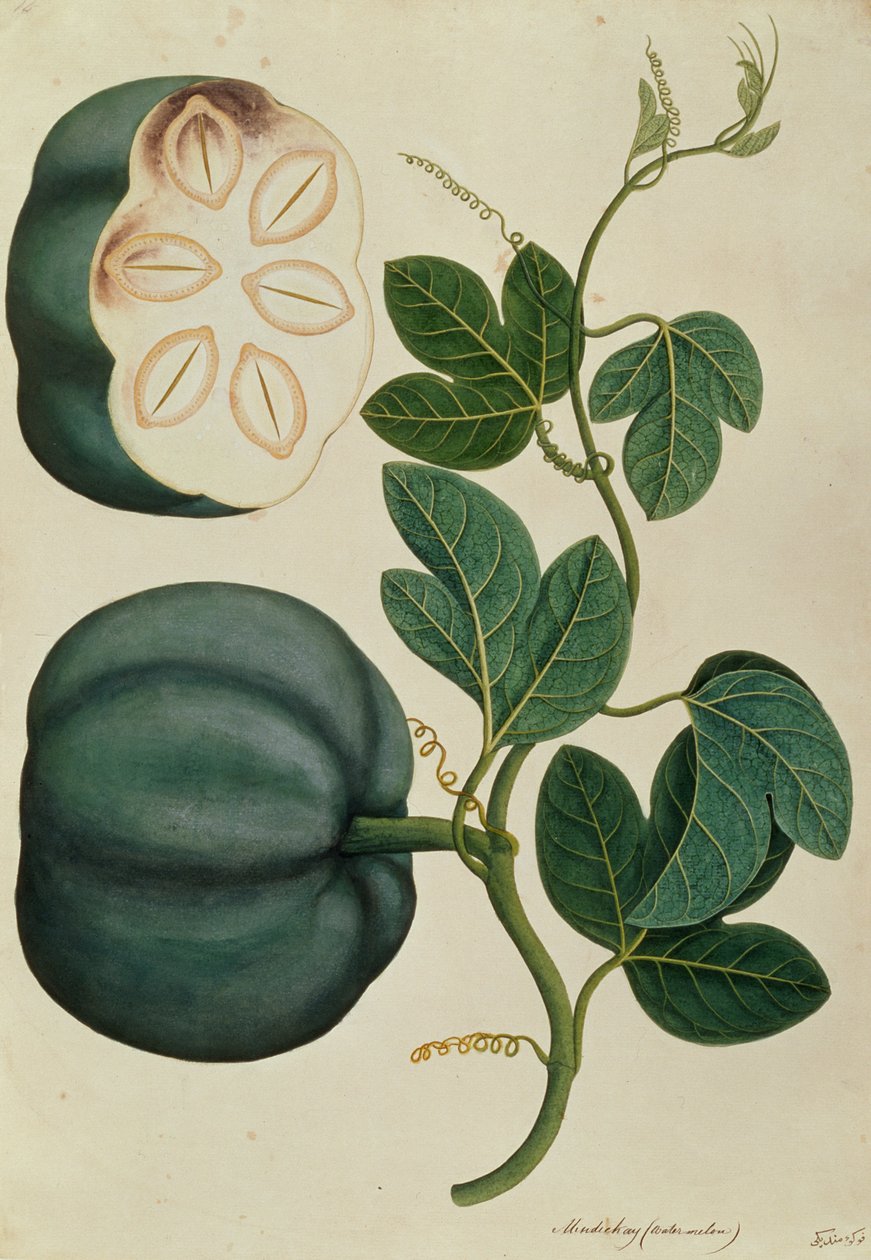 メンディカイまたはウォーターメロン、マラッカの植物の絵から、1805-18年頃（紙にトイレ） 作： 中国語学校
