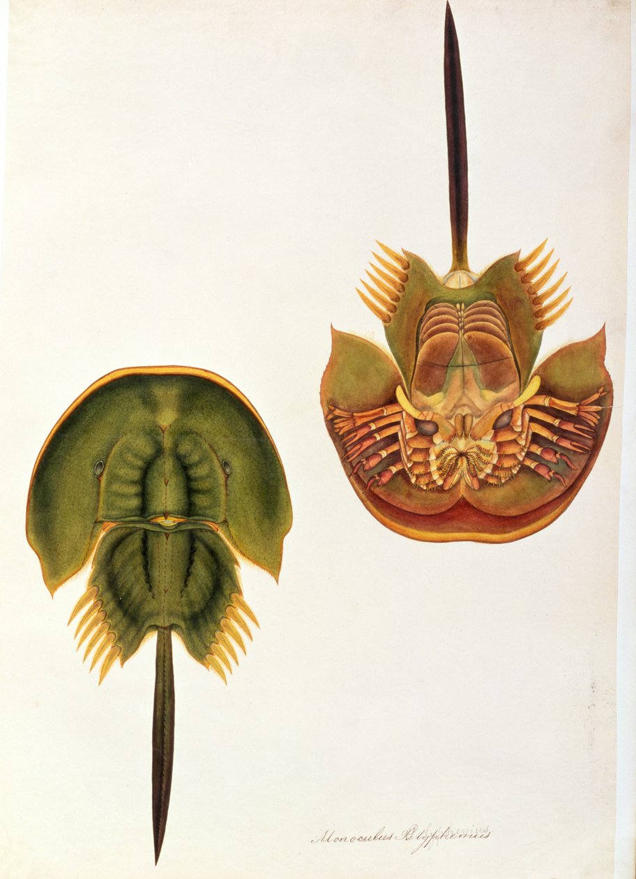 Monoculus Polyphemus、マラッカの動物、昆虫、爬虫類の絵、c.1805-18（紙とトイレとガッシュ） 作： 中国語学校