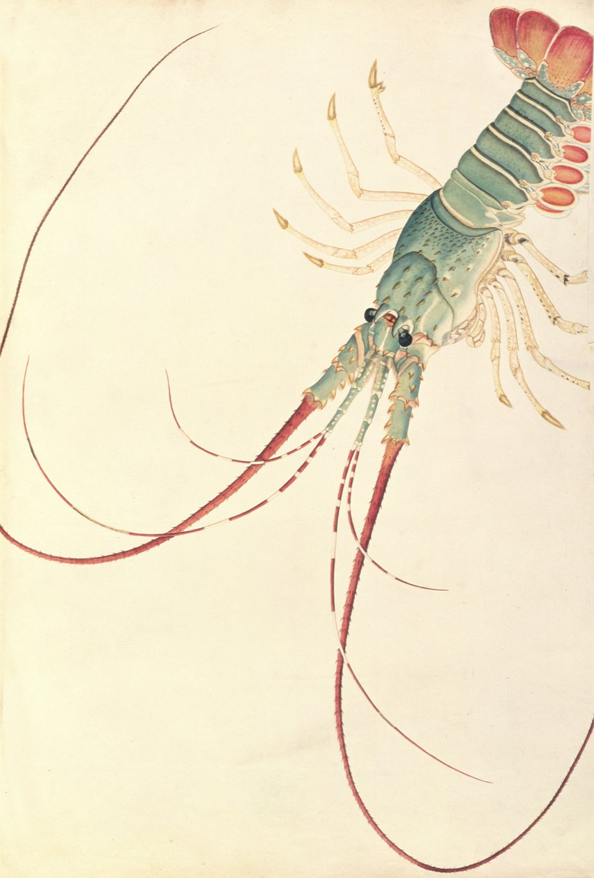 マラッカの動物、昆虫、爬虫類の絵からのOodang Katik la-ote、c.1805-18（紙とトイレとガッシュ） 作： 中国語学校