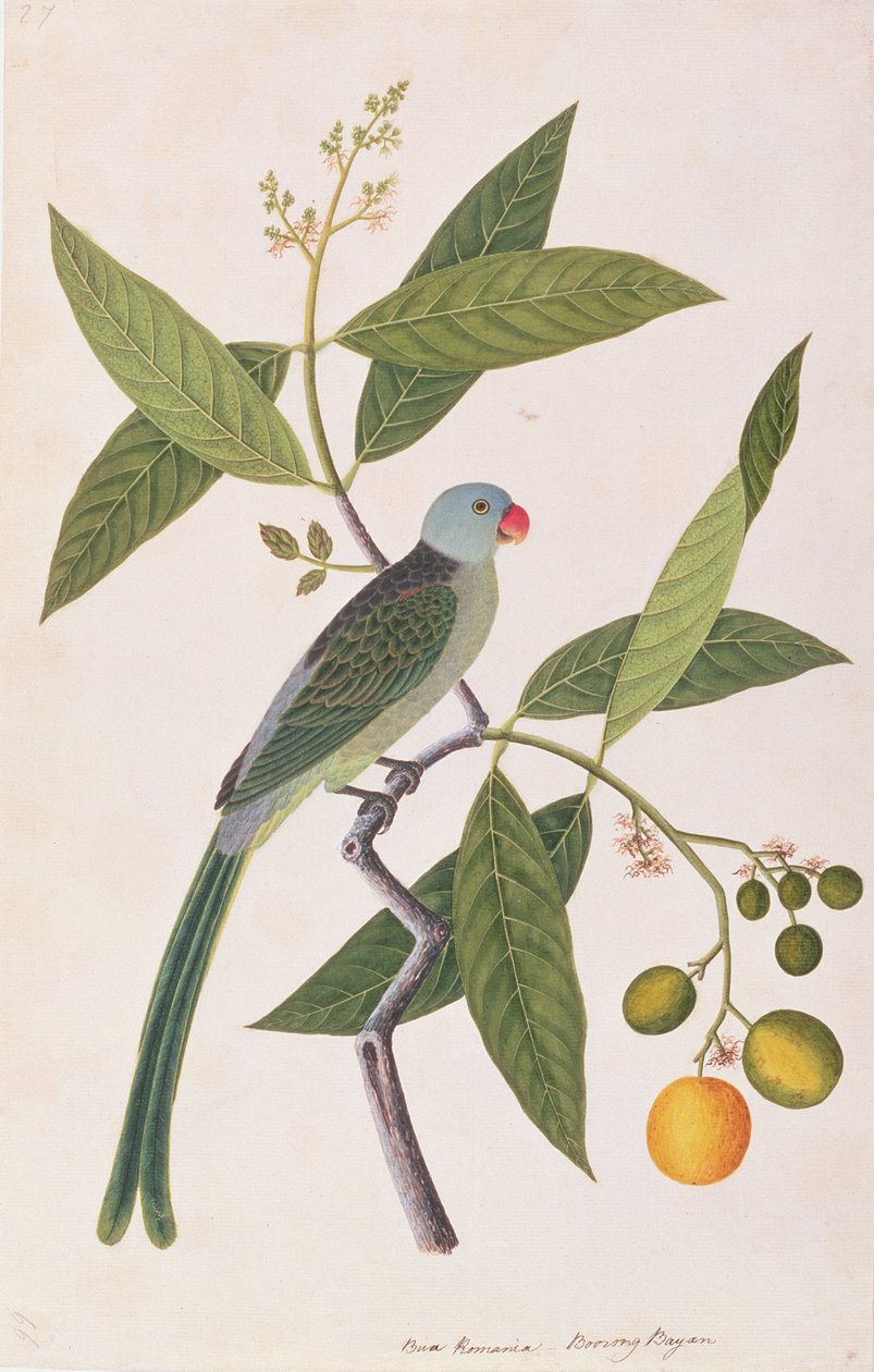 インコ、マラッカの鳥の絵から、1805-18年頃（紙にトイレ） 作： 中国語学校