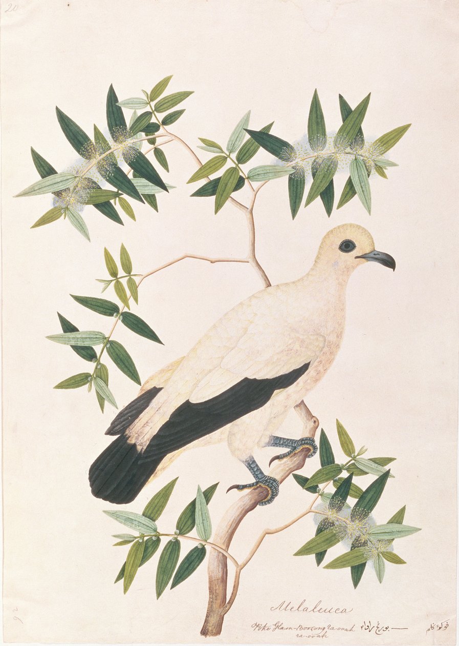マラッカの鳥の絵からのパイド帝国鳩、c.1805-18（紙にトイレ） 作： 中国語学校