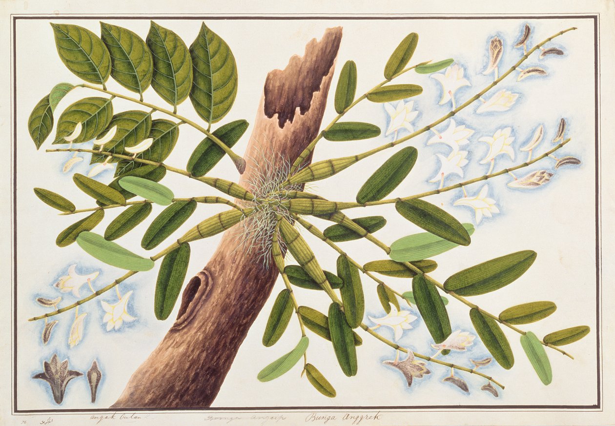 マラッカの植物の絵からの鳩の蘭、c.1805-18（紙にトイレ） 作： 中国語学校