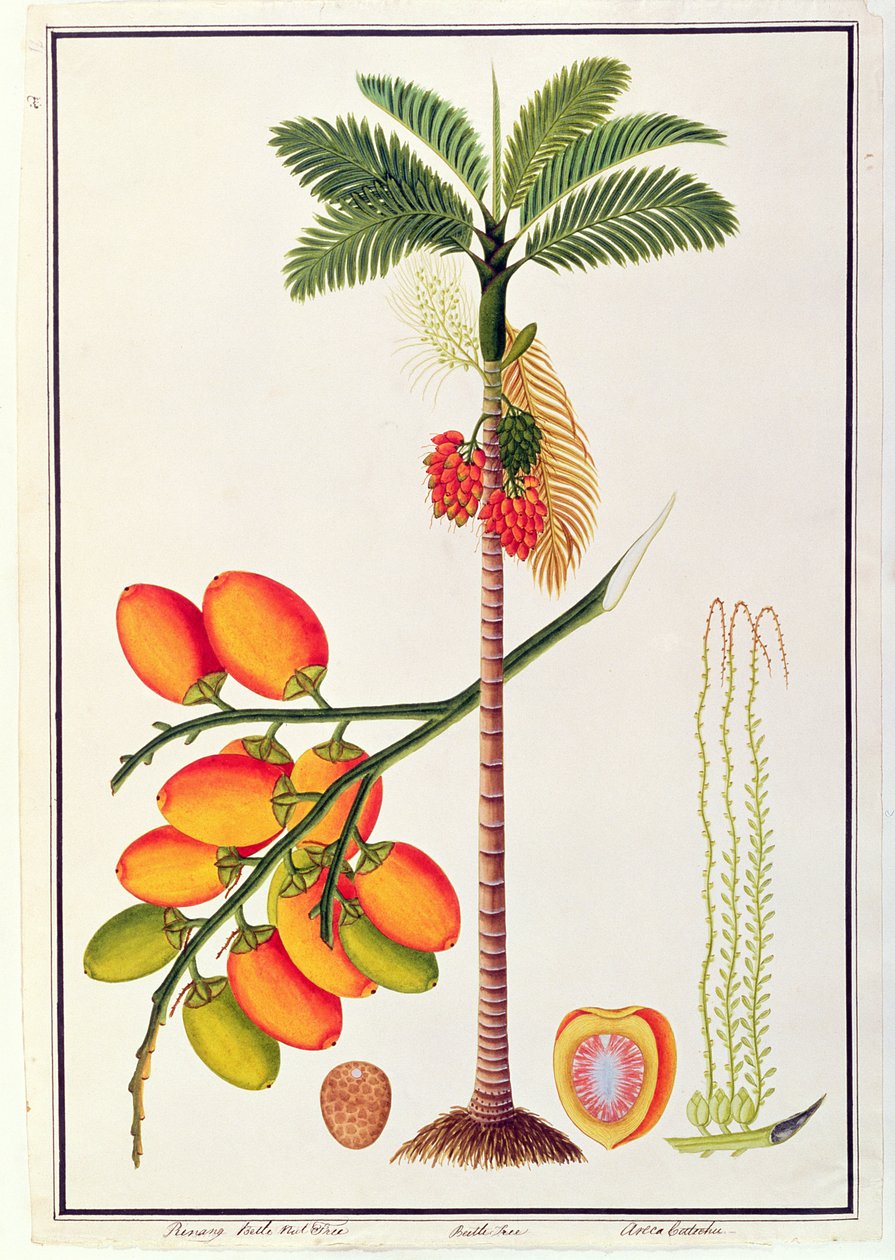 マラッカの植物の絵からのピナンベトルナッツツリー、1805-18年頃（紙にトイレ） 作： 中国語学校