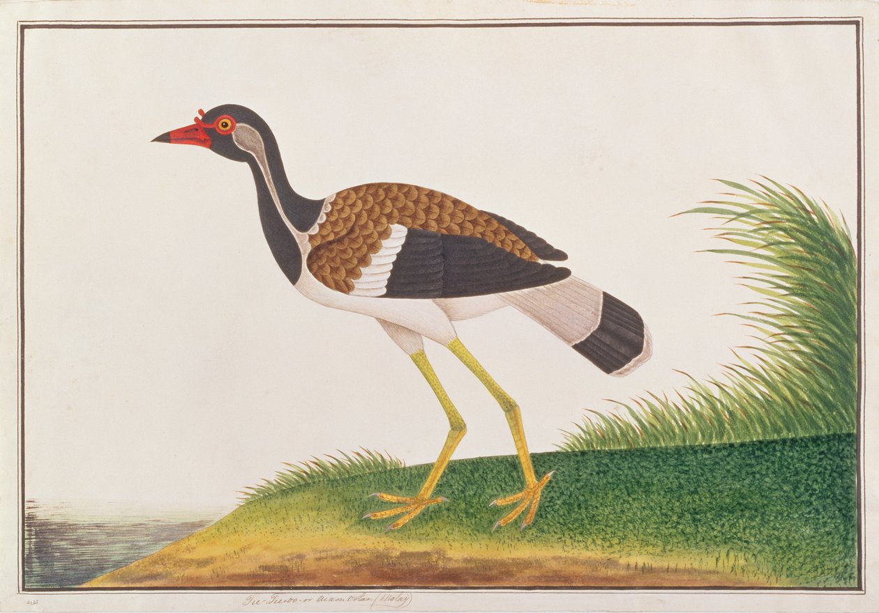 マラッカの鳥の絵、1805-18年頃（紙にトイレ） 作： 中国語学校