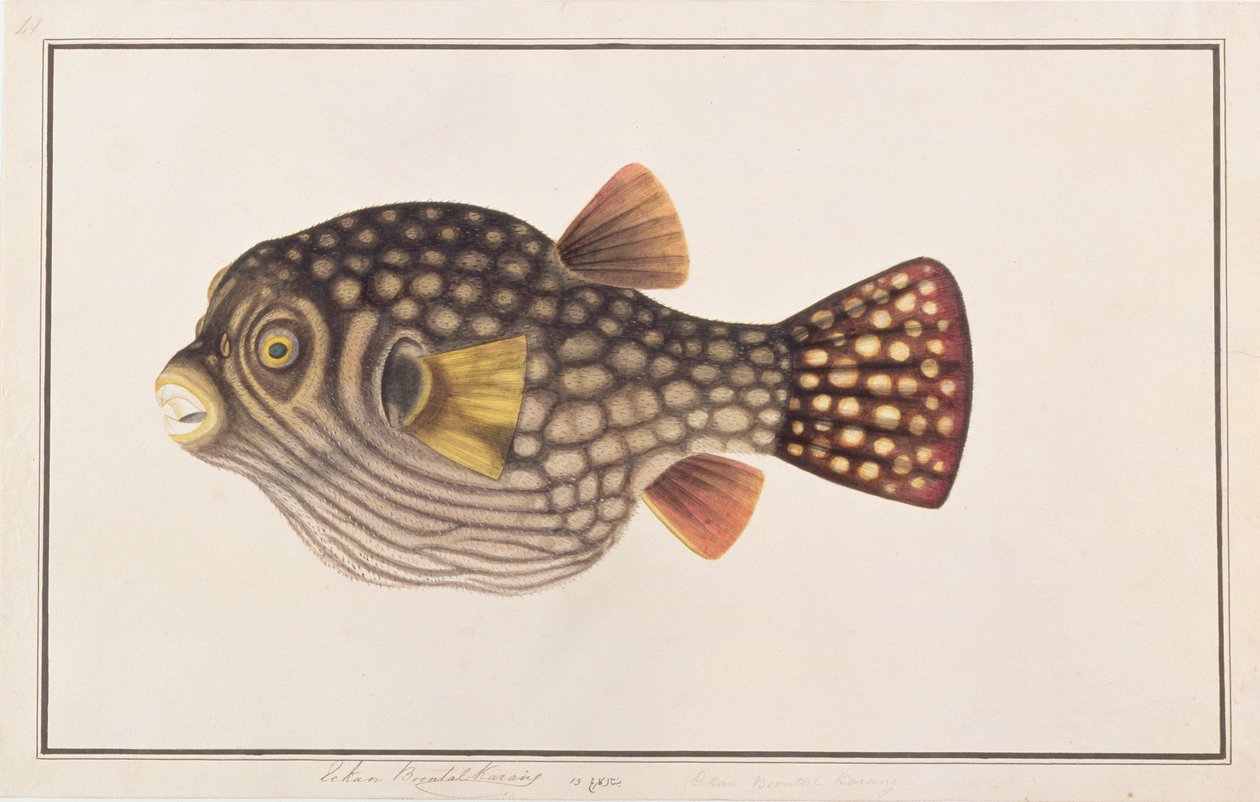 網状のフグ、マラッカの魚の絵、c.1805-18（紙にトイレ） 作： 中国語学校
