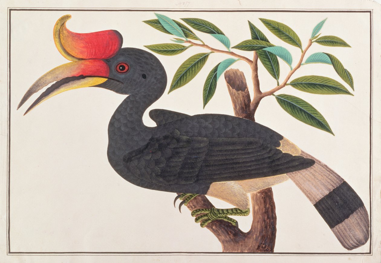 Rhinoceros Hornbill、from Drawings of Birds from Malacca、c.1805-18（紙にトイレ） 作： 中国語学校