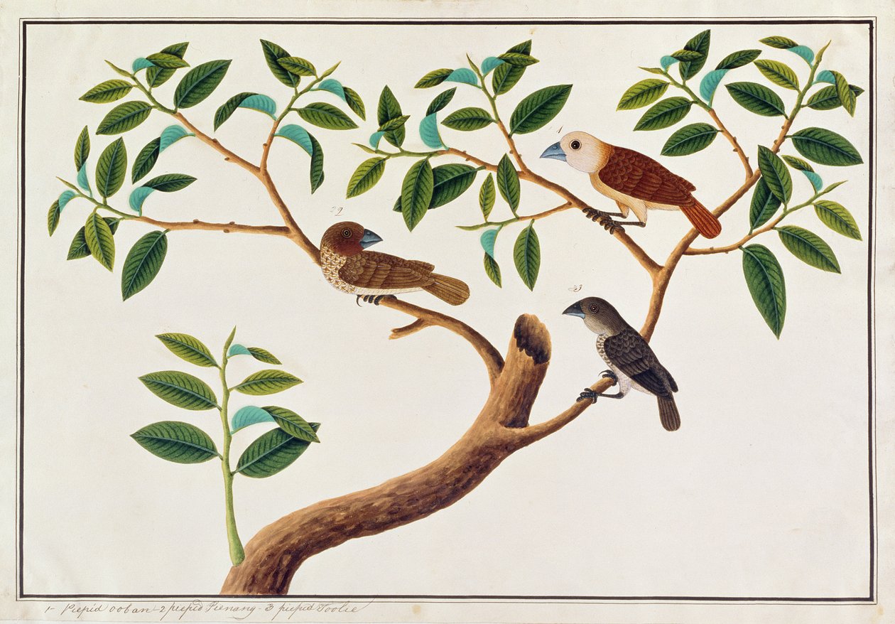 マラッカの鳥の絵からのうろこ状の胸のムニア、白い頭のムニア、およびマレーシアのハニーガイド、c.1805-18（紙のトイレ） 作： 中国語学校