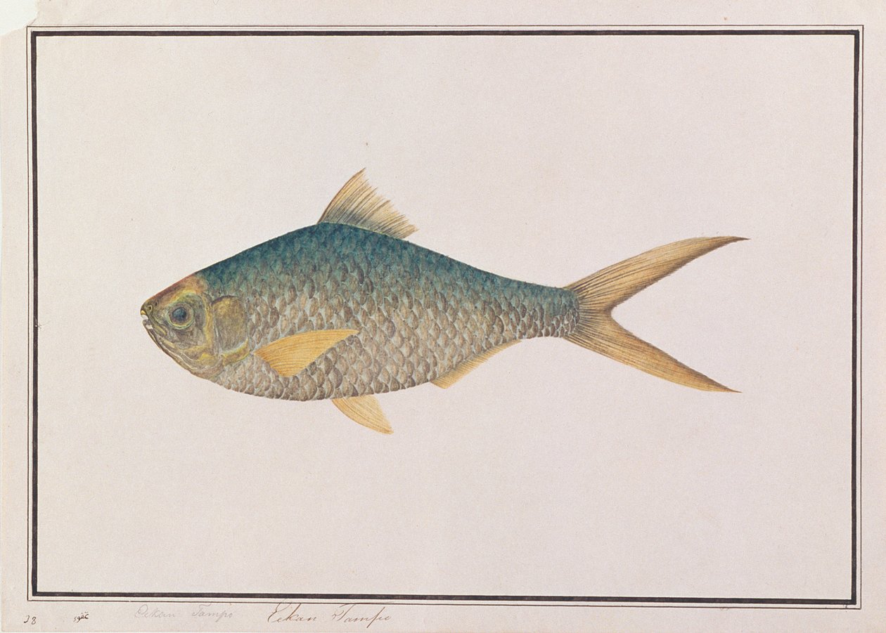 シャッド、マラッカの魚の絵、c.1805-18（紙にトイレ） 作： 中国語学校