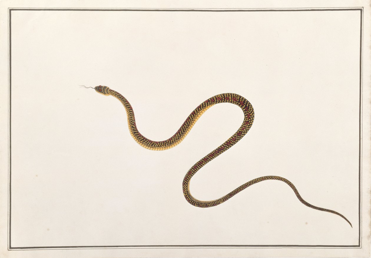 蛇、マラッカの動物、昆虫、爬虫類の絵から、1805-18年頃（紙にガッシュとトイレ） 作： 中国語学校