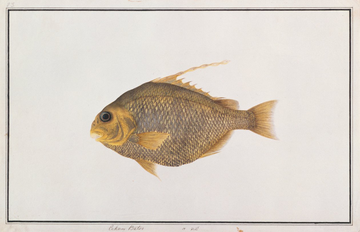 マラッカの魚の絵からのスペードフィッシュ、c.1805-18（紙にトイレ） 作： 中国語学校