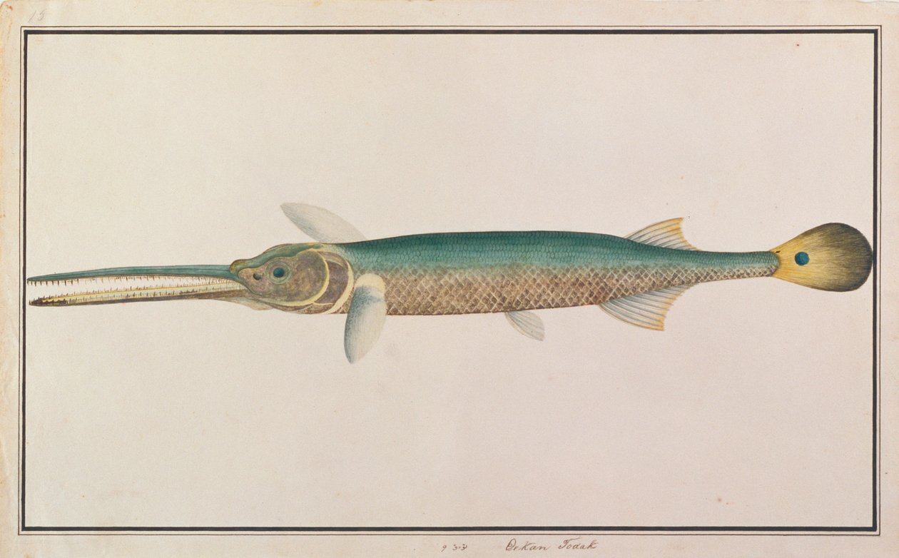 Spottail Needlefish、マラッカの魚の絵、c.1805-18（紙にトイレ） 作： 中国語学校
