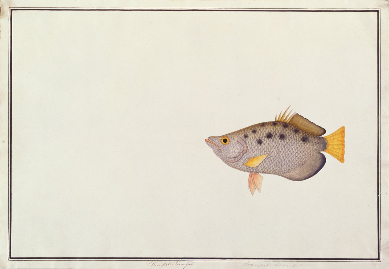斑点のあるアーチャーフィッシュ、マラッカの魚の絵、c.1805-18（紙にトイレ） 作： 中国語学校