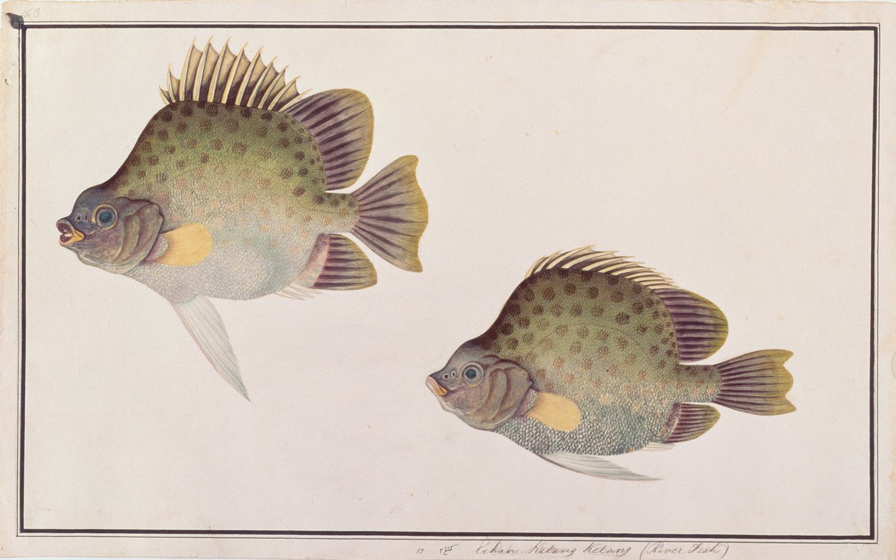 斑点のあるスカトロ、マラッカの魚の絵、c.1805-18（紙にトイレ） 作： 中国語学校