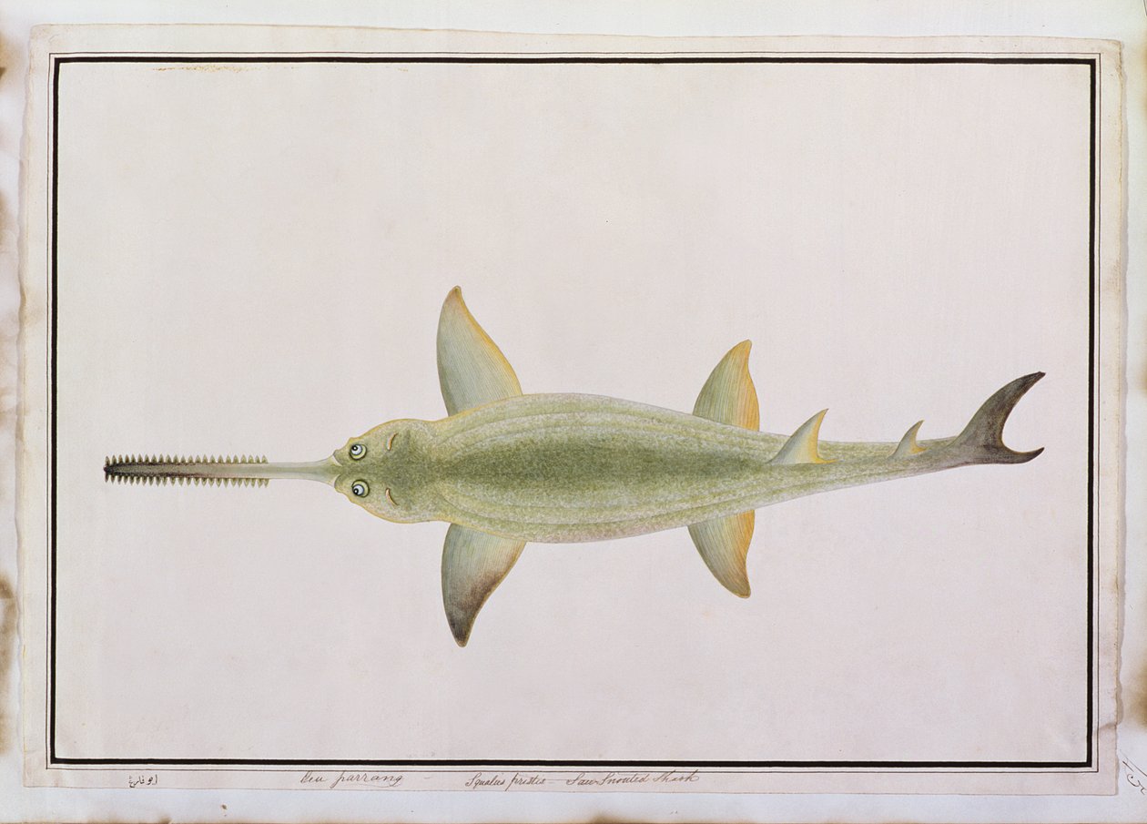 マラッカの魚の絵、1805-18年頃のソードスノウテッドシャーク、Eeu parrang、Squalus poristis（紙のトイレ） 作： 中国語学校