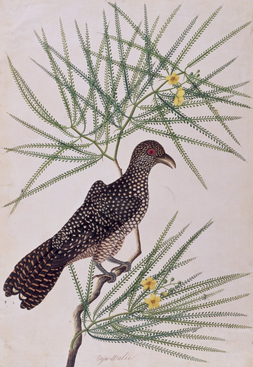 Taja Walie、Drawing of Birds from Malacca、c.1805-18（紙にトイレ） 作： 中国語学校