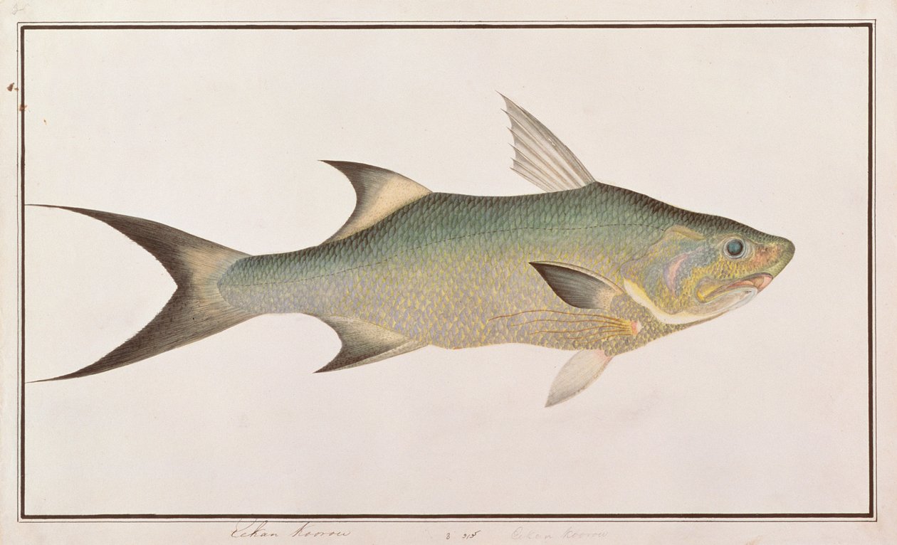 スレッドフィン、マラッカの魚の絵、c.1805-18（紙のトイレ） 作： 中国語学校