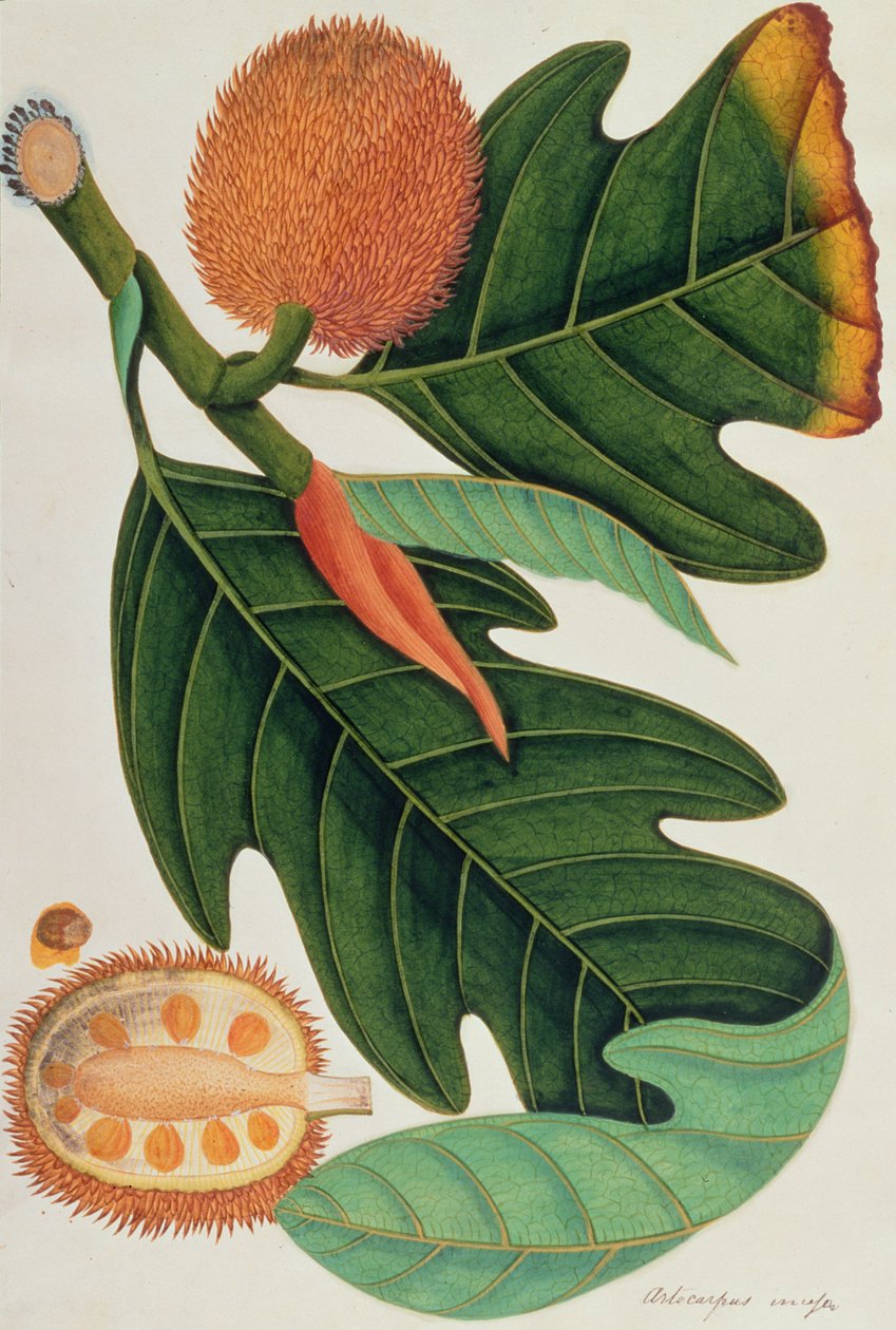 マラッカからの植物の絵からのトラブまたはArtocarpusの絶え間、c.1805-18（紙のトイレ） 作： 中国語学校