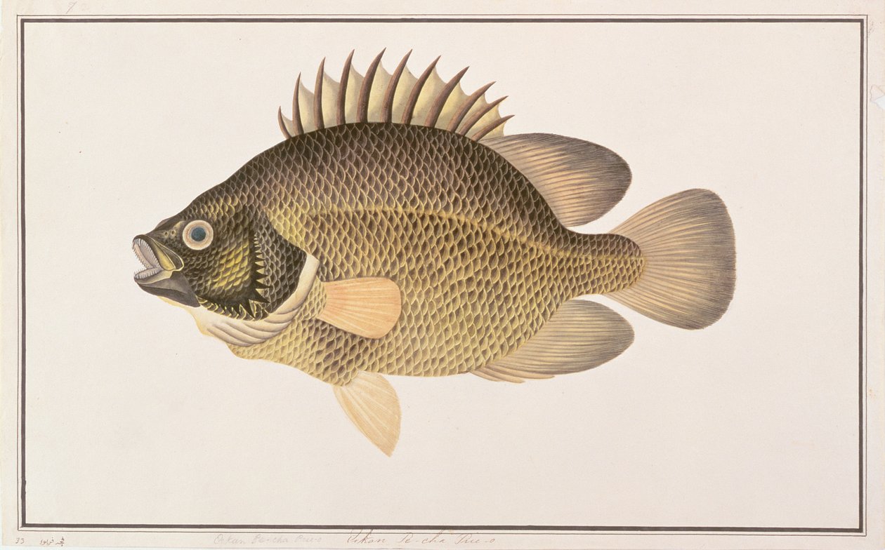 Tripletail、Drawing of Fishes from Malacca、c.1805-18（紙にトイレ） 作： 中国語学校
