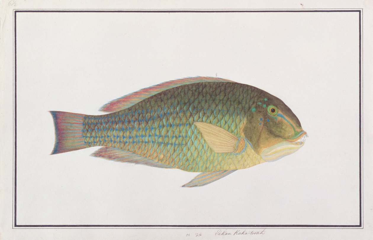 マラッカの魚の絵からのタスクフィッシュ、c.1805-18（紙にトイレ） 作： 中国語学校