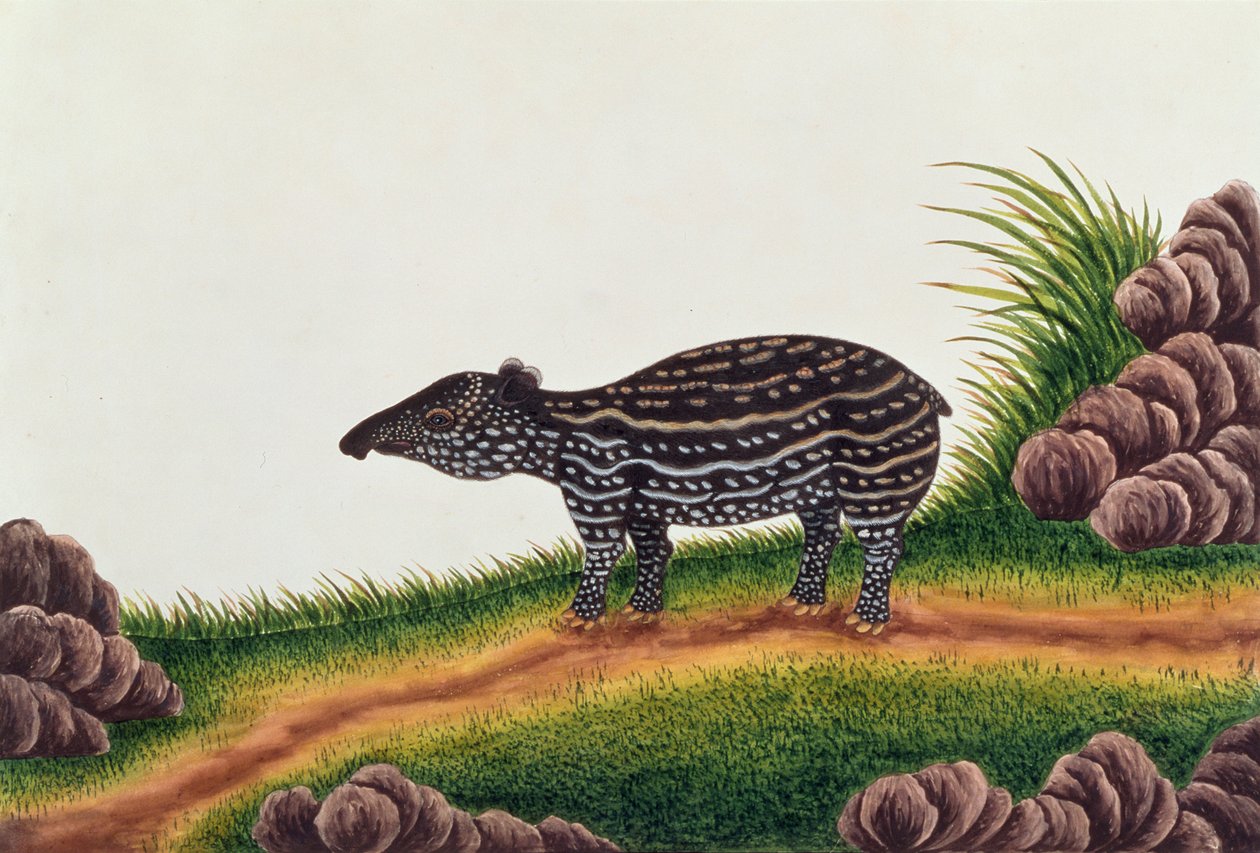 マラッカの動物、昆虫、爬虫類の絵からのマラッカの若いバク、c.1805-18（紙にトイレとガッシュ） 作： 中国語学校