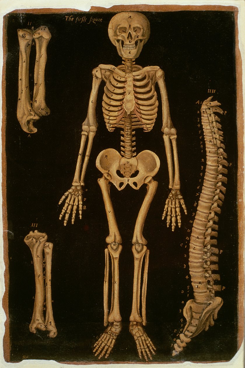 Ms Hunter 364 Table II Dissection、from Anatomical Tables、by John Banister（1540-1610）（oil on茶色の紙） 作： 英語学校