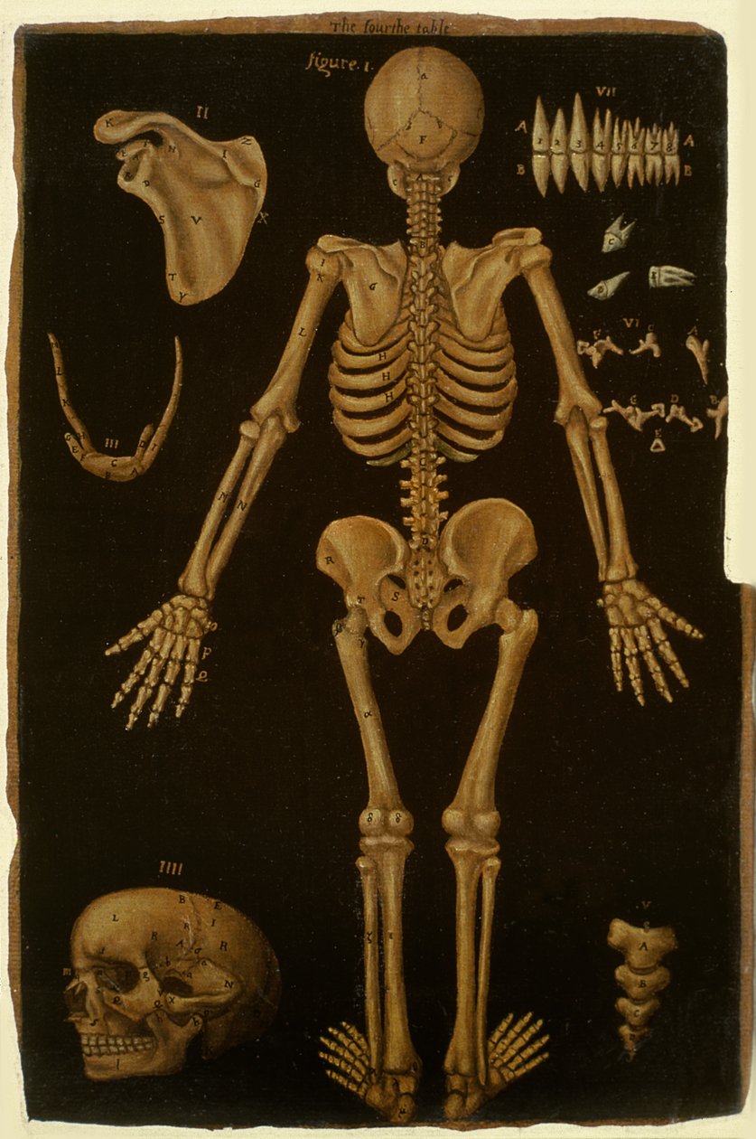 Ms Hunter 364 Table IV、Anatomical Tables、John Banister（1540-1610）による（茶色の紙に油彩） 作： 英語学校