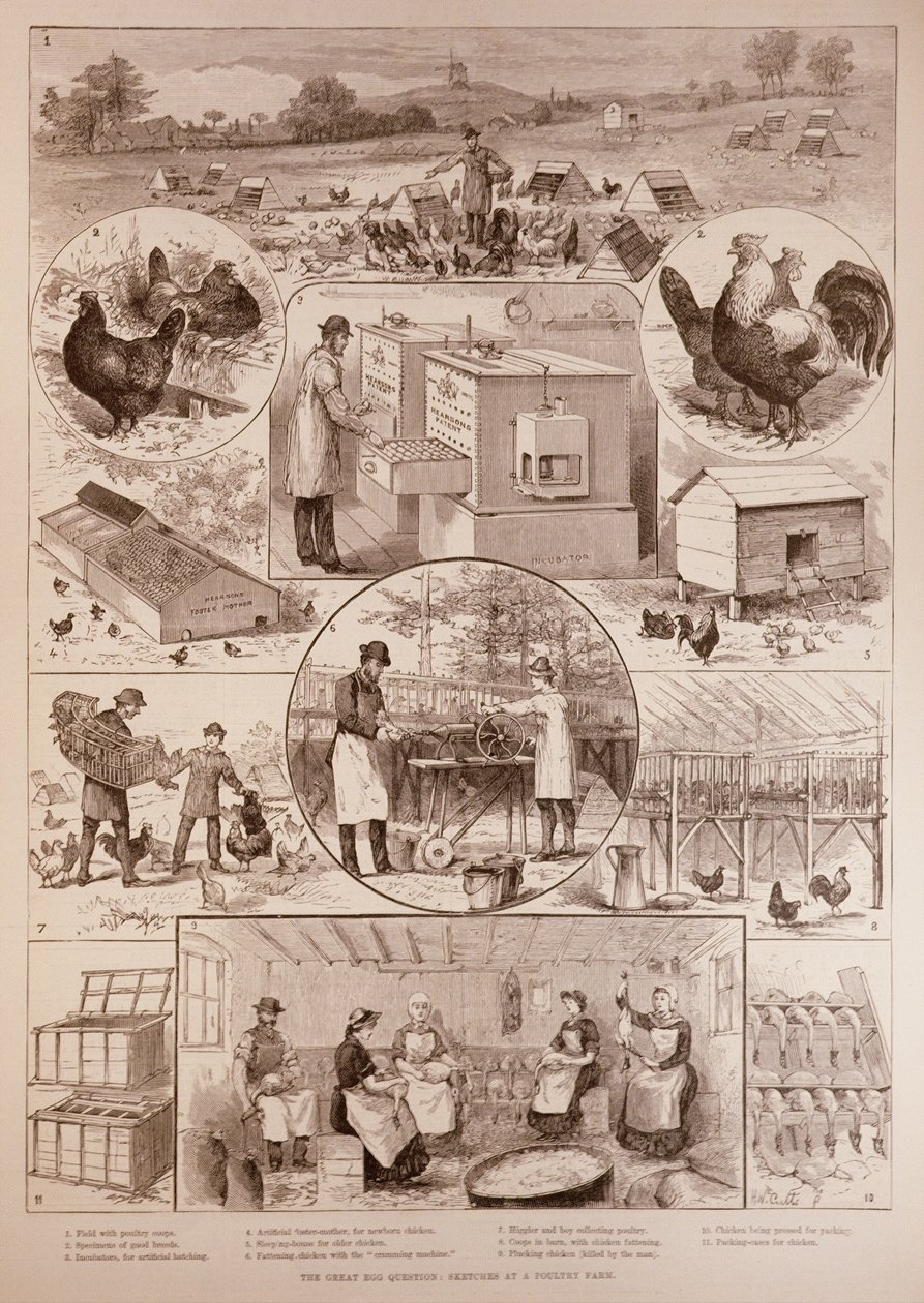 大卵の質問：1887年4月2日、イラストレイテッドロンドンニュースの養鶏場でのスケッチ 作： 英語学校