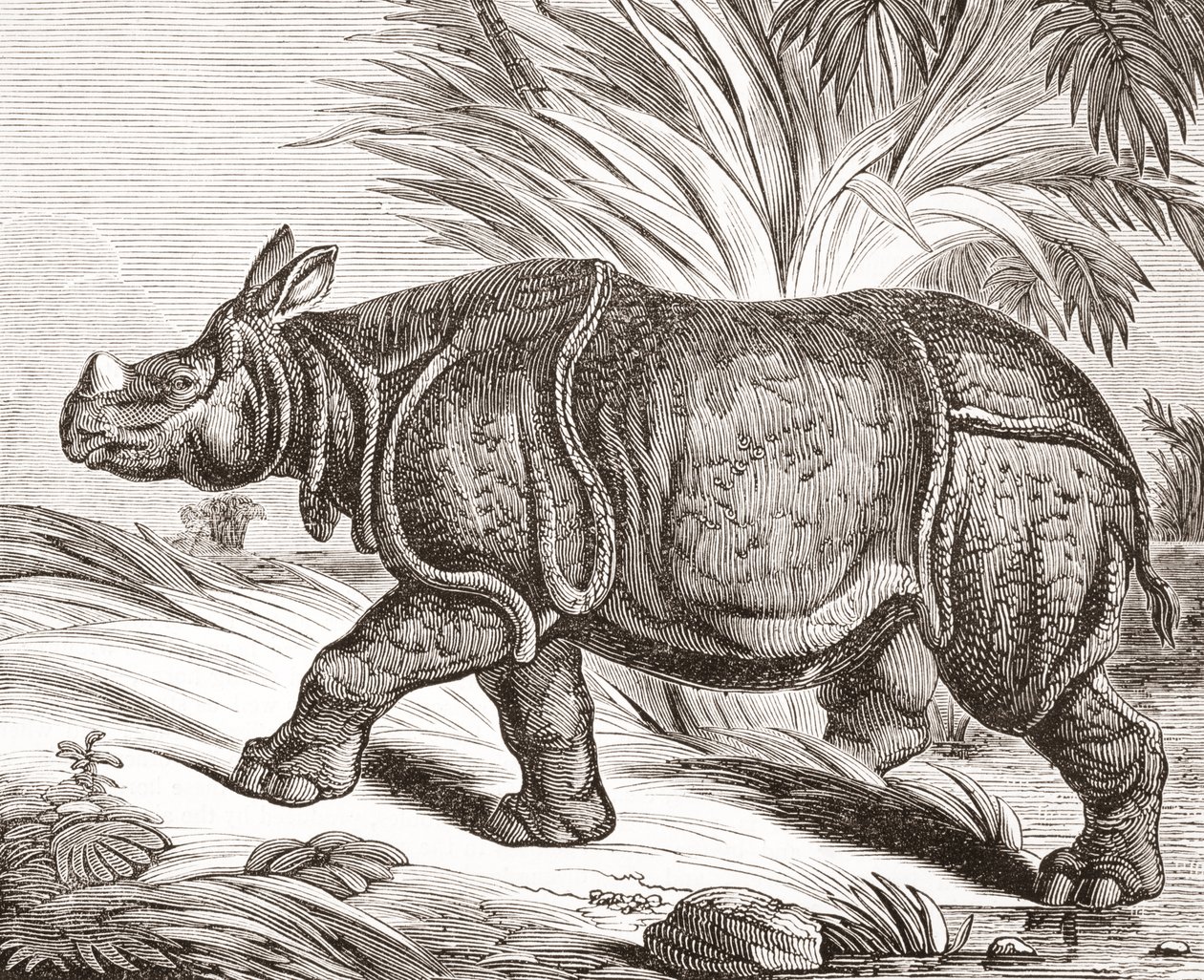 1834年に発行されたThe Penny Magazineのインディアンサイ、またはより大きな片角サイ 作： 英語学校