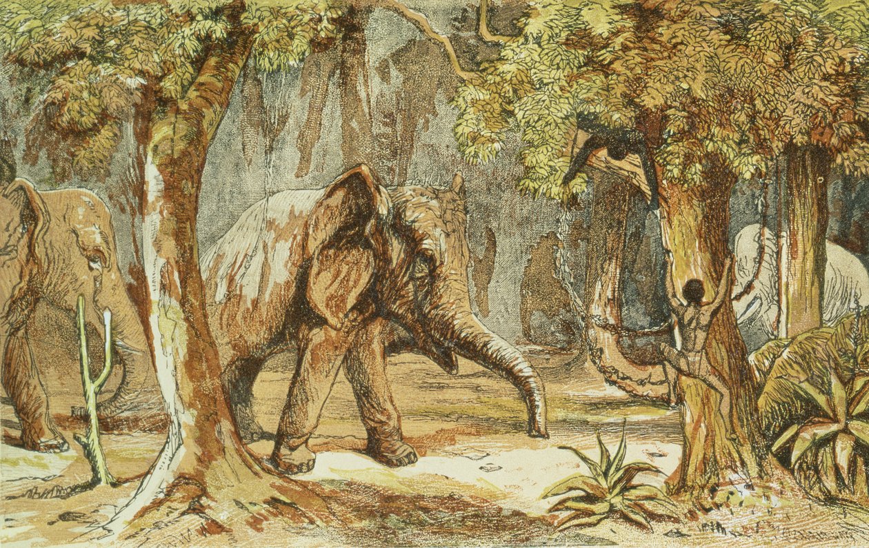 象によって樹木、南アフリカ共和国のカフィール人の中でのスポーツシーンのイラスト、W。ドレイソン、1855年 作： 英語学校