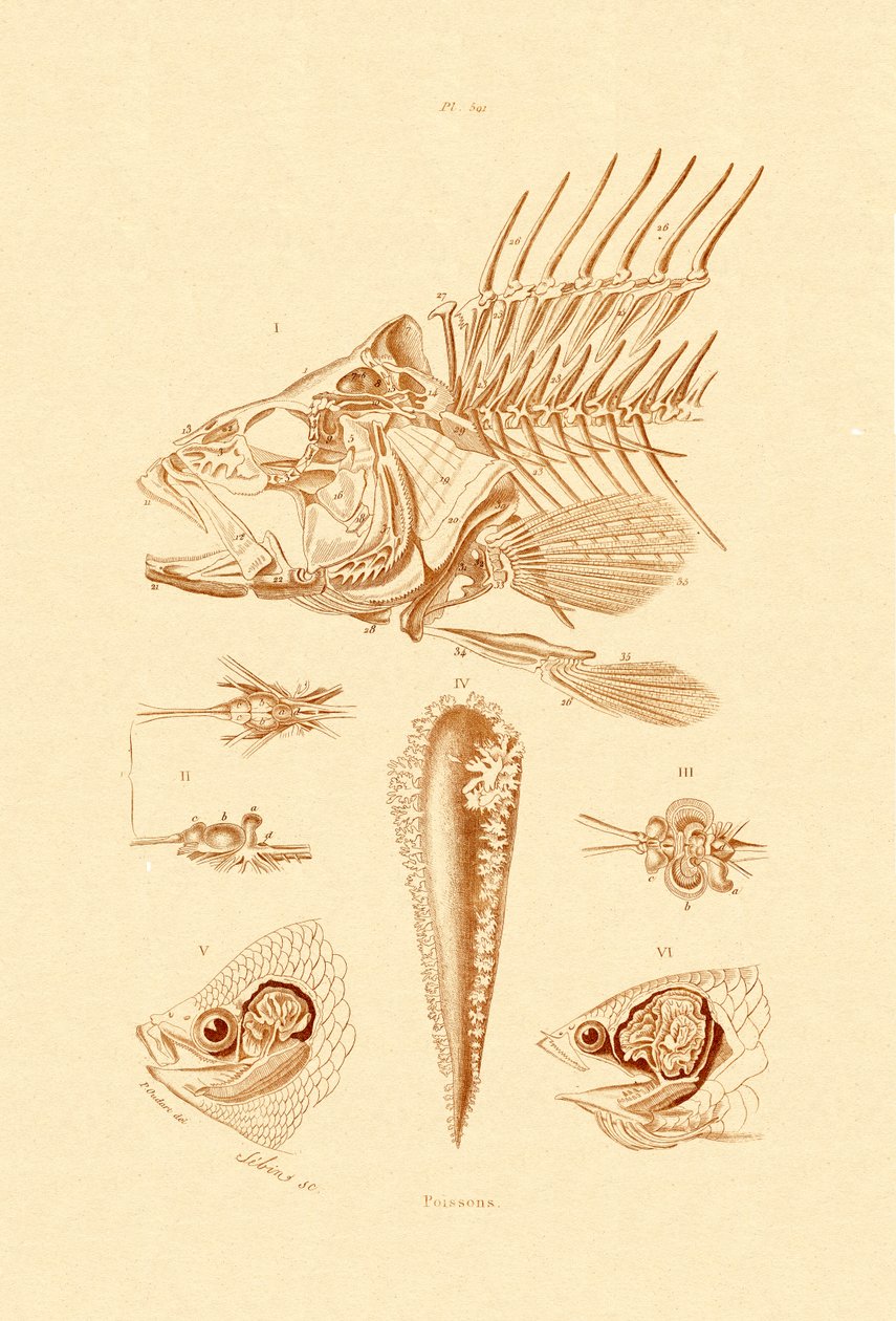 魚、1833-39 作： フランス語学校