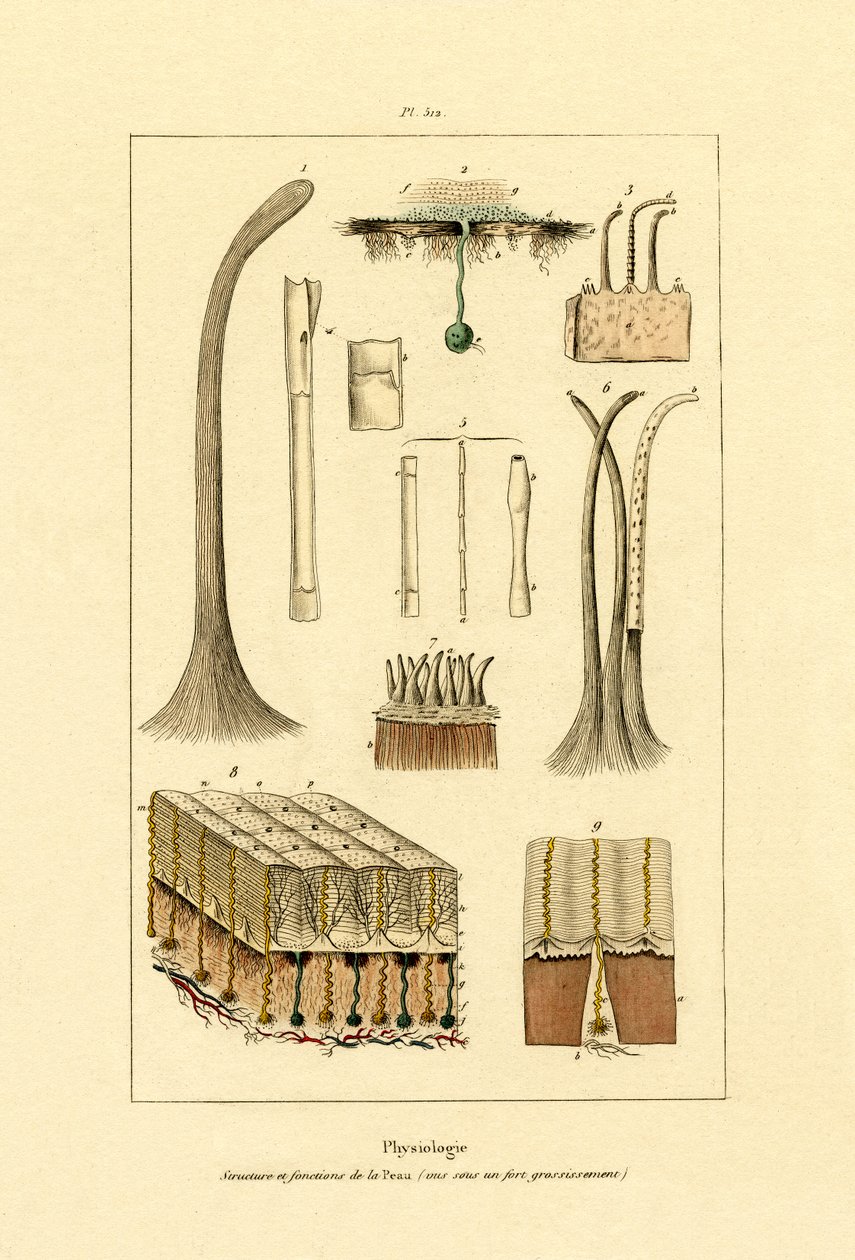 人間の皮膚、1833-39 作： フランス語学校