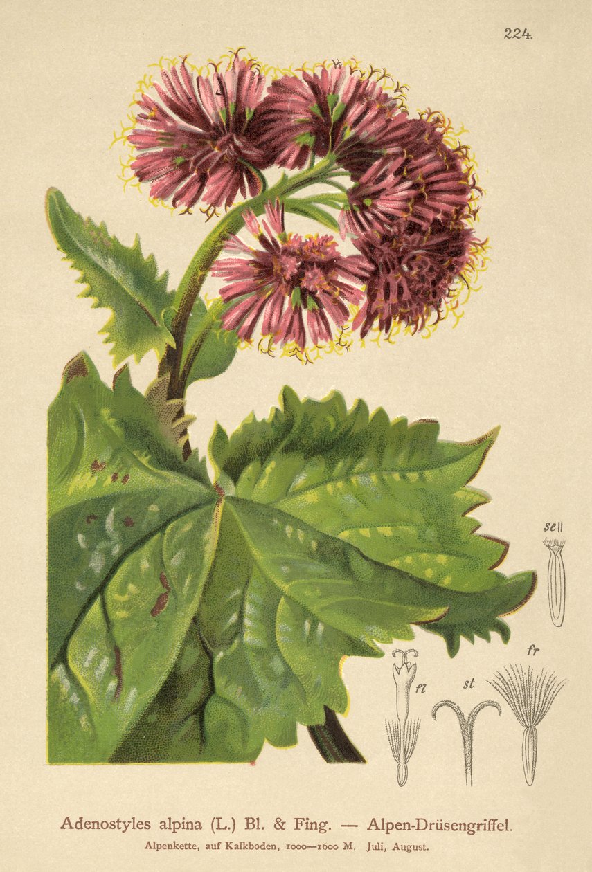 Adenostyle（Adenostyles alpina、Adenostyles glabra） 作： ドイツ語学校