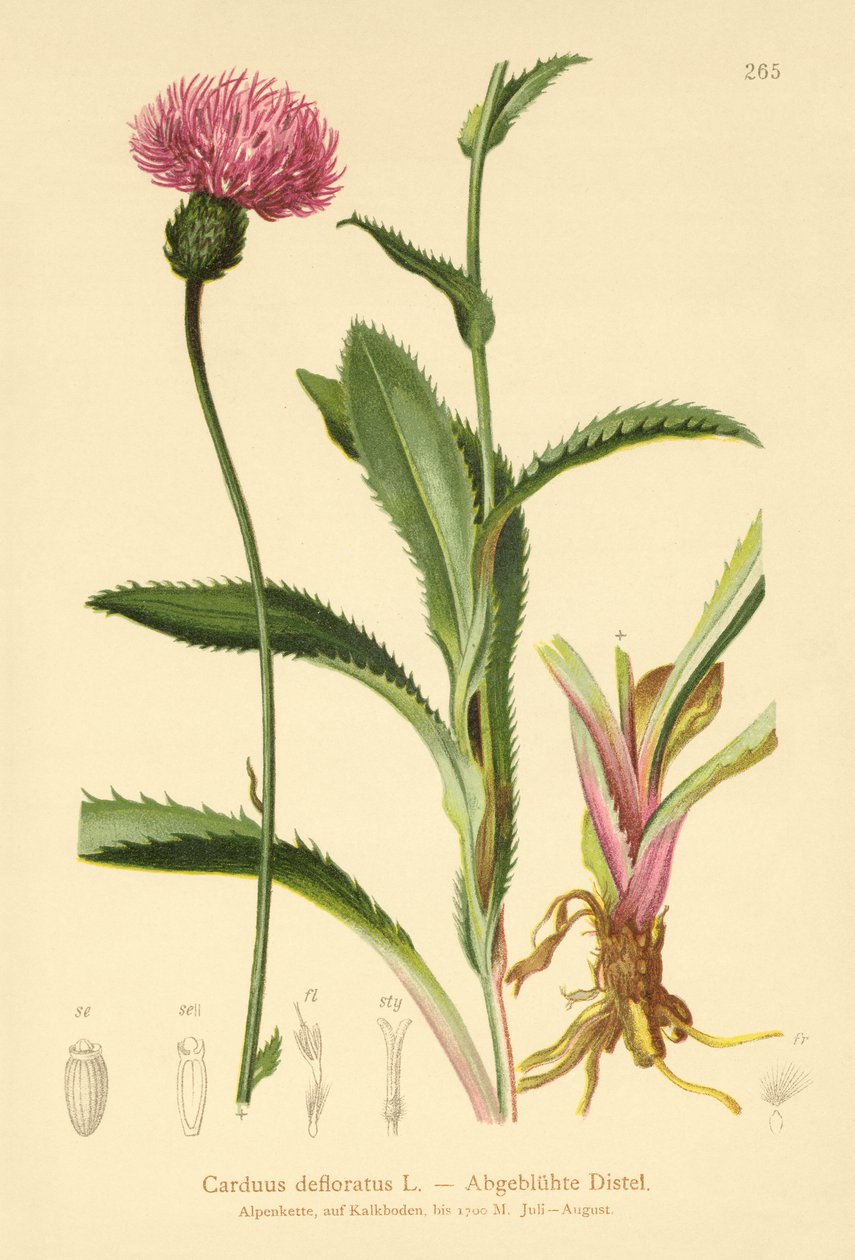 高山アザミ（Carduus defloratus） 作： ドイツ語学校