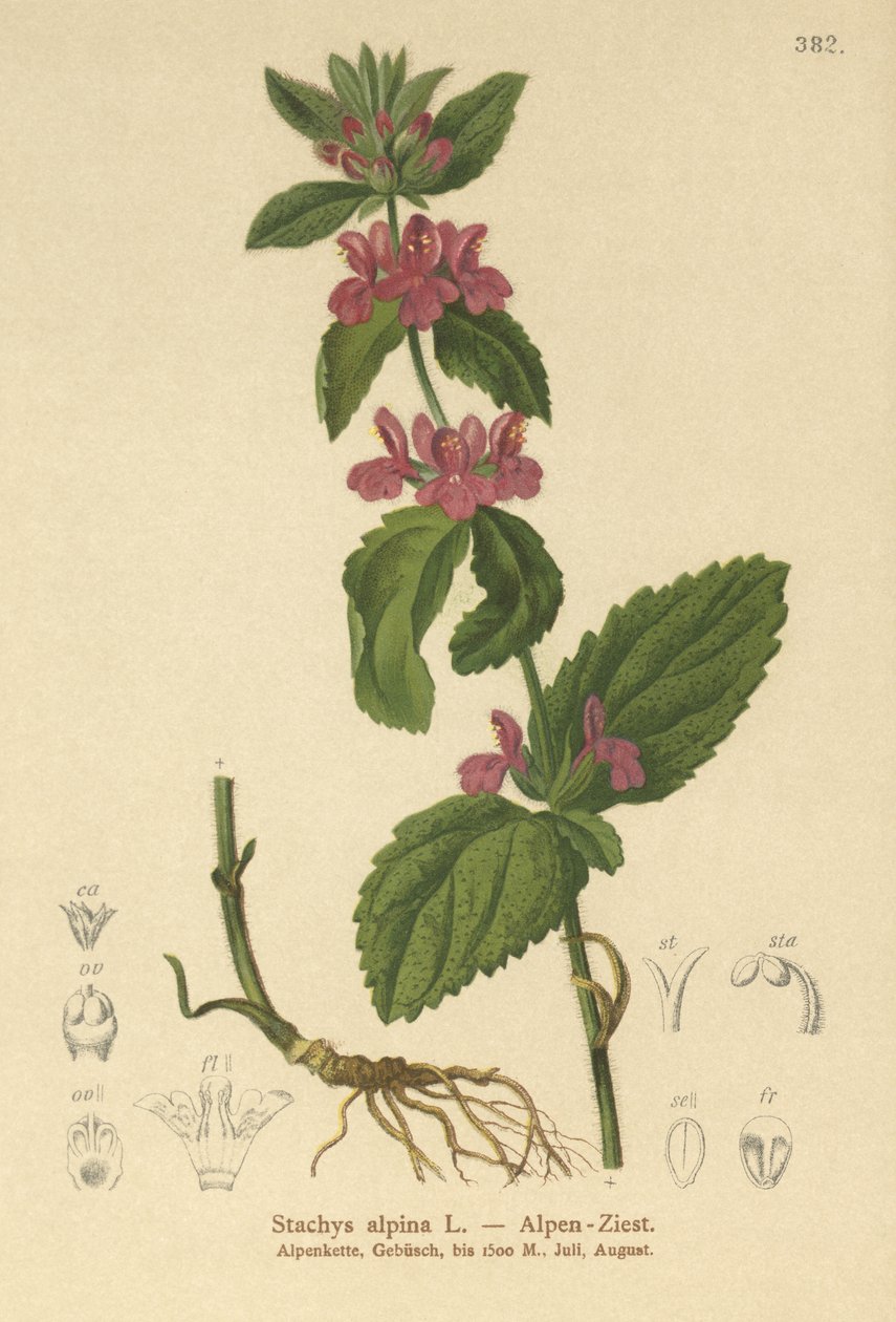 アルパインウンドワート（Stachys alpina） 作： ドイツ語学校
