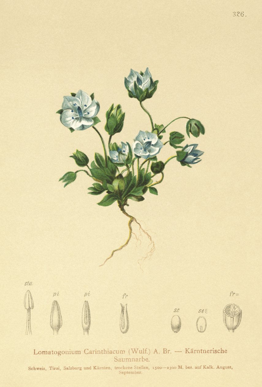 ブルーフェルトワート（Lomatogonium Carinthiacum） 作： ドイツ語学校