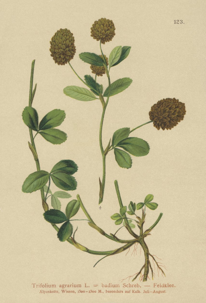ブラウンクローバー（Trifolium agrarium、Trifolium badium） 作： ドイツ語学校
