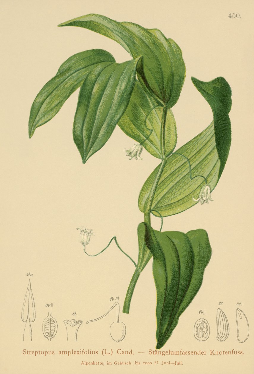 クラスプ葉のツイスト茎（Streptopus amplexifolius） 作： ドイツ語学校