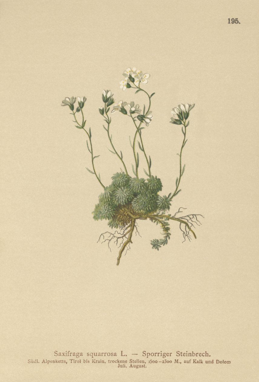 ドロミテSaxifrage（Saxifraga squarrosa） 作： ドイツ語学校