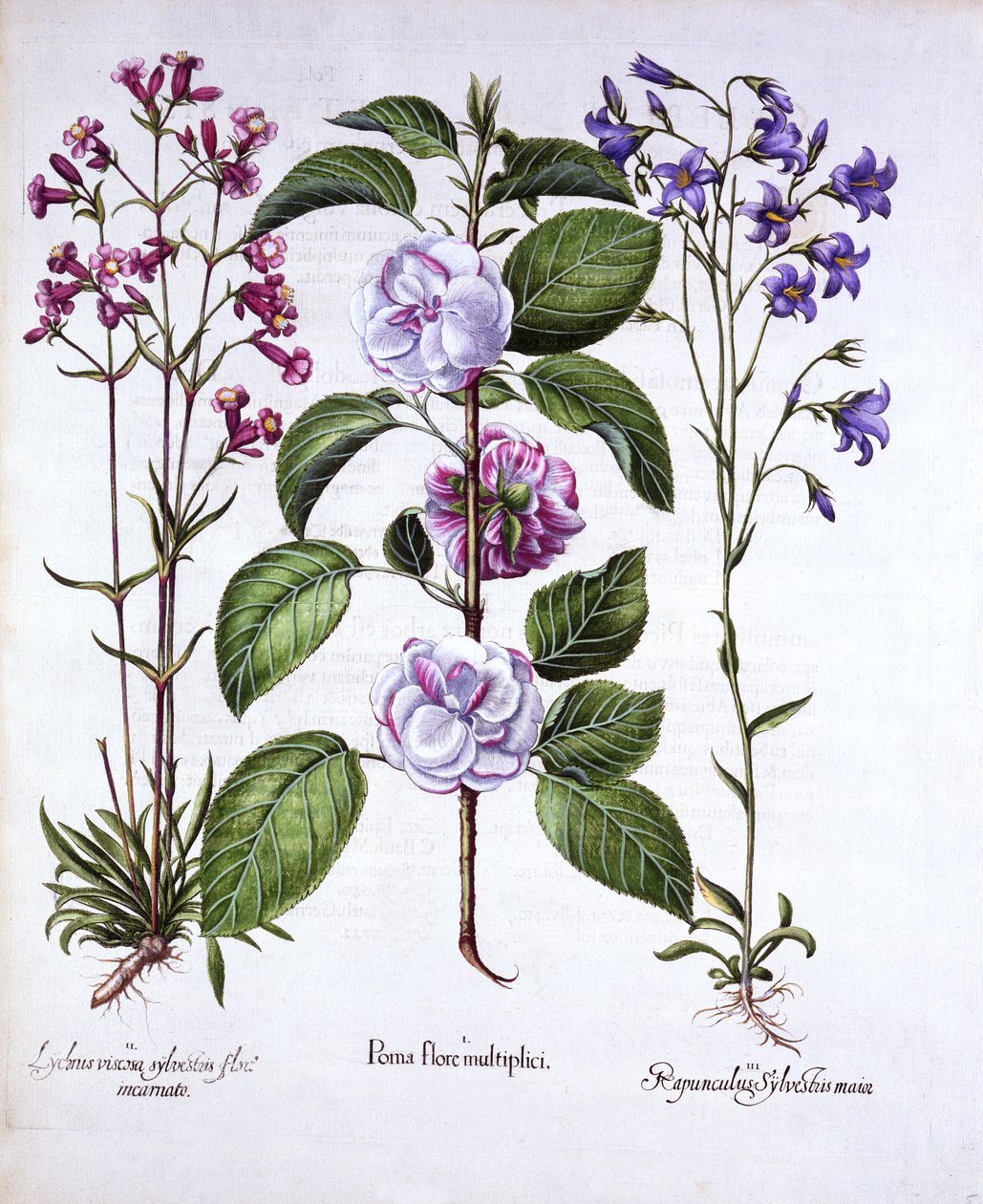 バジルベスラー作のHortus Eystettensisの二重開花リンゴ、ジャーマンキャッチフライ、ベルフラワー、パブ。 1613（手描きの彫刻） 作： ドイツ語学校