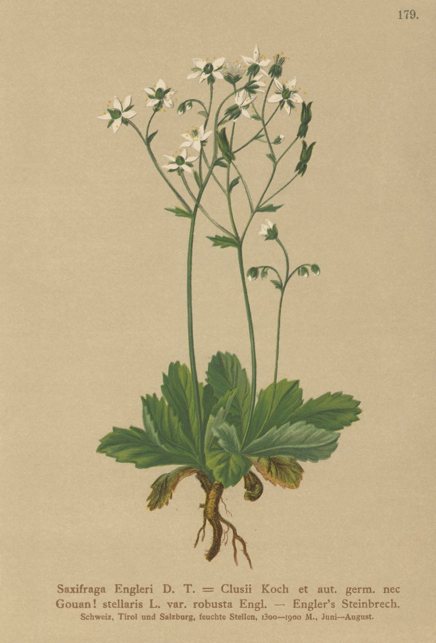 Engerlis Saxifrage（Saxifraga Engerli、Saxifraga Clusii） 作： ドイツ語学校